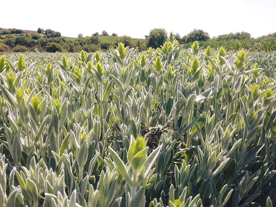 crops of Sideritis also known as mountain tea at 'Organic Islands'